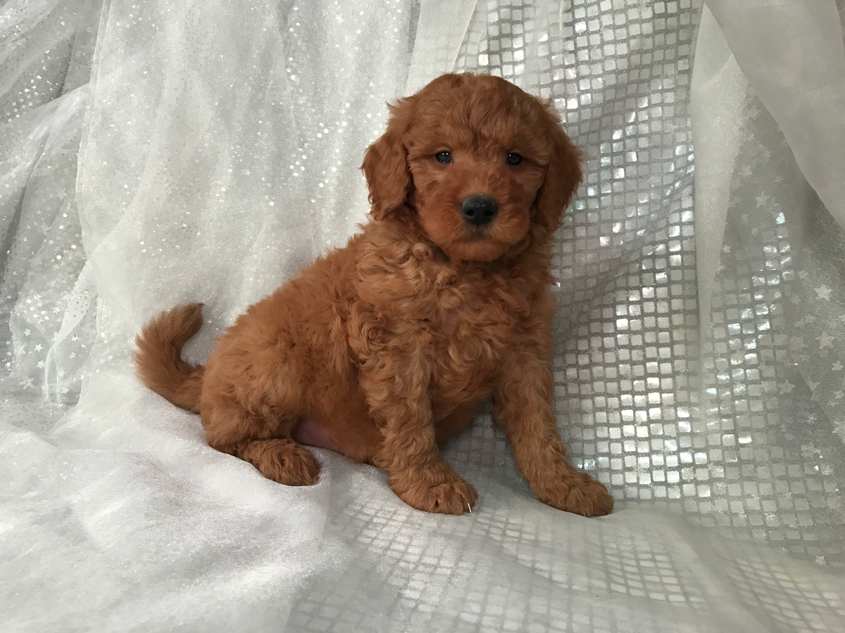 Goldendoodle Puppy for sale $950